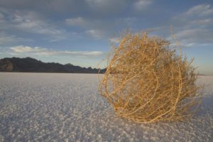 Tumbleweed on dry desert earth