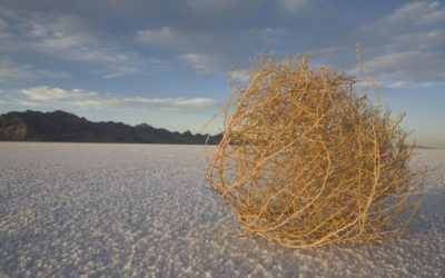 Ever feel like a Tumbleweed